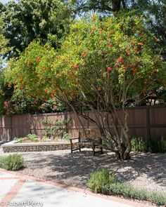 a small tree with red flowers in the middle of a garden area next to a wooden fence