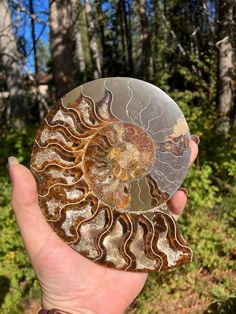 a person holding up a piece of fossil in their hand with trees in the background