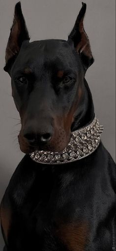 a black and brown dog wearing a collar with silver chains on it's neck