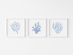 three framed blue corals on a white wall