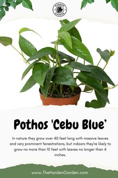 a pothos'cebu blue plant is shown with the words, in front of it