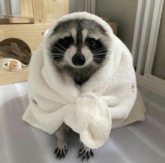 a raccoon wrapped in a towel on top of a sink