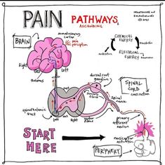 Pharmacy School Study, Biology Facts, Medical Student Study, Nursing School Survival