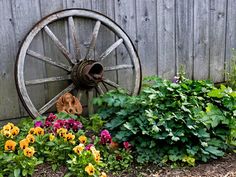 an old wagon wheel is sitting in the middle of some colorful flowers and plants next to a wooden fence