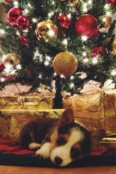 a small dog laying under a christmas tree