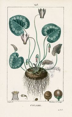 an illustration of plants with roots and leaves in the center, including water lilies