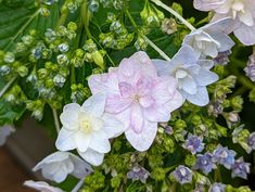 some pink and white flowers are growing together