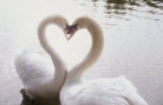 two white swans in the water making a heart shape