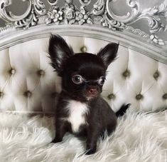 a small black and white dog sitting on top of a couch