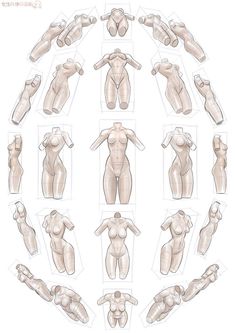 an image of female mannequins in various positions and sizes on a white background