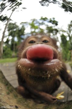 a monkey with its tongue hanging out looking at the camera