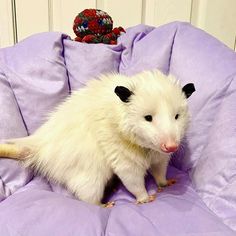 a small white animal sitting on top of a purple blanket