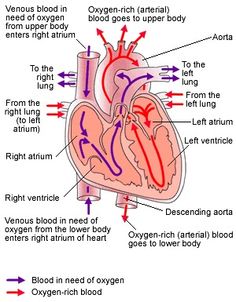 diagram of the human heart and blood vessels labeled in red, with labels on each side