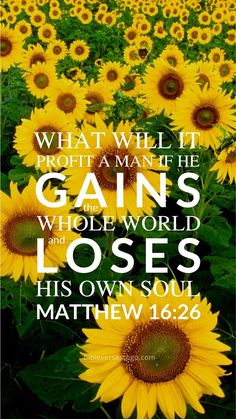 a field full of sunflowers with a bible verse on the front and bottom