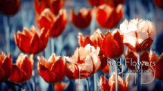 red and white tulips in the sunlight