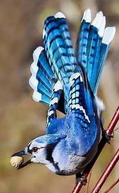 a blue bird with white wings is perched on a twig and has it's beak open