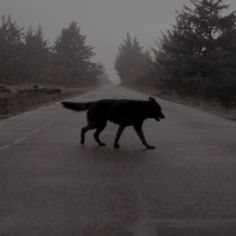 a black dog walking down the middle of a road on a foggy day with trees in the background