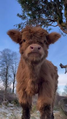 COW Cow Cartoon, Cow Photos, Tallest Dog, Goofy Dog, Baby Highland Cow, Petting Zoo