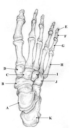 the bones of the hand and wrist are shown in this diagram, with labels on each side