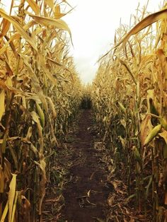 an open corn field with dirt path leading to the center and yellow leaves on it