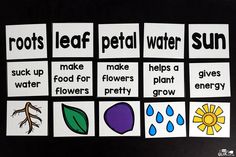 four cards with words that say roots, leaf, petal water sun and make food for plants