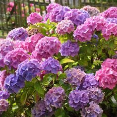 many purple and pink flowers in a garden