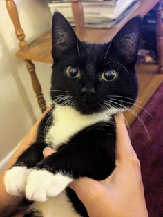 a black and white cat is being petted by someone