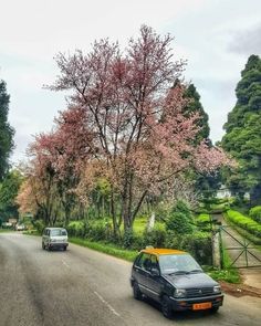 two cars driving down the road in front of some trees with pink flowers on them