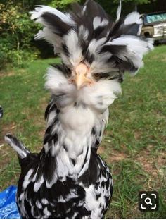 a black and white chicken with feathers on it's head