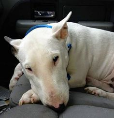 a white dog laying on the back seat of a car