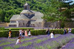 many people are walking through the lavender fields in front of an old building with a steeple