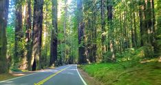 a car driving down a road surrounded by tall trees and green grass on both sides