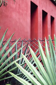 some green plants are in front of a red wall and a chain link fence that is next to it