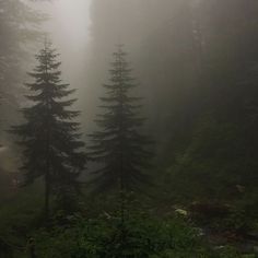 foggy forest with trees in the foreground and small stream running through the middle