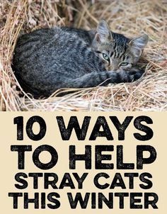 a cat laying in hay with the words 10 ways to help stray cats this winter