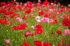 a field full of red and pink flowers