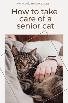 a cat laying on top of a person's lap with text overlay that reads how to take care of a senior cat