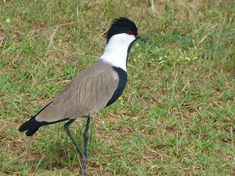 a bird standing in the grass looking for food