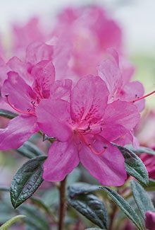 pink flowers with green leaves in the foreground