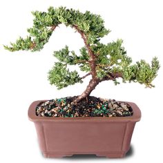 a bonsai tree in a brown pot on a white background