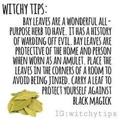 Burn Bay Leaves, Bay Laurel, Laurus Nobilis, Magickal Herbs, Witch Herbs, Black Magick