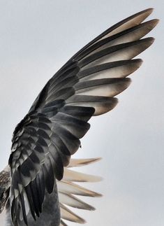 a bird with its wings spread out in the air