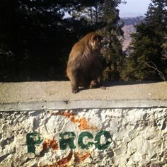 a brown bear sitting on top of a stone wall next to trees and a forest