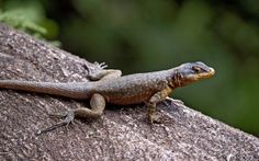 a lizard sitting on top of a tree branch