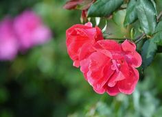 some red flowers with green leaves and water droplets