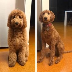 two dogs sitting on the floor next to each other