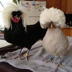 two chickens standing on top of a kitchen counter next to each other, one with white hair and the other with black feathers