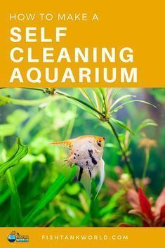 an aquarium with the title how to make a self cleaning aquarium