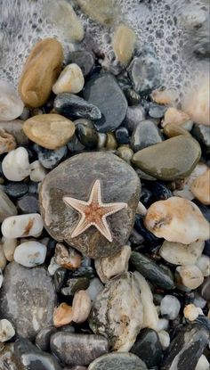 a starfish sitting on top of a pile of rocks