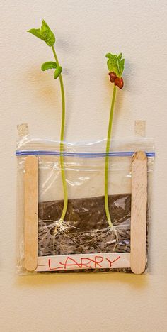 two plants in a bag with the words happy written on it, attached to a wall